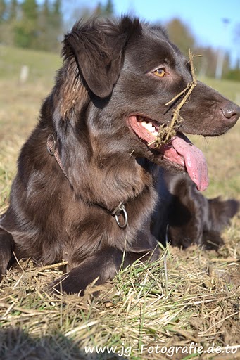 Joice (Australian Shepherd, Labrador) Australian Shepherd Labrador 